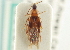  ( - CNC COLEO 00161496)  @11 [ ] CreativeCommons - Attribution (2014) CBG Photography Group Centre for Biodiversity Genomics