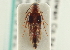  ( - CNC COLEO 00161501)  @11 [ ] CreativeCommons - Attribution (2014) CBG Photography Group Centre for Biodiversity Genomics