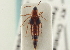 ( - CNC COLEO 00161502)  @11 [ ] CreativeCommons - Attribution (2014) CBG Photography Group Centre for Biodiversity Genomics