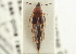  ( - CNC COLEO 00161535)  @11 [ ] CreativeCommons - Attribution (2014) CBG Photography Group Centre for Biodiversity Genomics