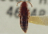  ( - CNC COLEO 00161554)  @11 [ ] CreativeCommons - Attribution (2014) CBG Photography Group Centre for Biodiversity Genomics
