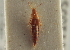  ( - CNC COLEO 00161556)  @11 [ ] CreativeCommons - Attribution (2014) CBG Photography Group Centre for Biodiversity Genomics