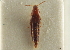  ( - CNC COLEO 00161557)  @11 [ ] CreativeCommons - Attribution (2014) CBG Photography Group Centre for Biodiversity Genomics
