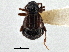  ( - CNC COLEO 00162792)  @11 [ ] CreativeCommons - Attribution (2013) CBG Photography Group Centre for Biodiversity Genomics