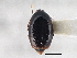  (Scaphisoma commune - CNC COLEO 00162920)  @14 [ ] CreativeCommons - Attribution (2013) CNC/CBG Photography Group Centre for Biodiversity Genomics