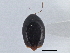  ( - CNC COLEO 00162927)  @12 [ ] CreativeCommons - Attribution (2013) CNC/CBG Photography Group Centre for Biodiversity Genomics