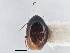  ( - CNC COLEO 00162937)  @11 [ ] CreativeCommons - Attribution (2013) CNC/CBG Photography Group Centre for Biodiversity Genomics