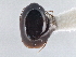  ( - CNC COLEO 00162938)  @11 [ ] CreativeCommons - Attribution (2013) CNC/CBG Photography Group Centre for Biodiversity Genomics