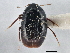  ( - CNC COLEO 00162944)  @13 [ ] CreativeCommons - Attribution (2013) CNC/CBG Photography Group Centre for Biodiversity Genomics