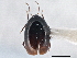  ( - CNC COLEO 00162948)  @11 [ ] CreativeCommons - Attribution (2013) CNC/CBG Photography Group Centre for Biodiversity Genomics