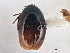  ( - CNC COLEO 00162949)  @13 [ ] CreativeCommons - Attribution (2013) CNC/CBG Photography Group Centre for Biodiversity Genomics