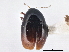  ( - CNC COLEO 00162950)  @11 [ ] CreativeCommons - Attribution (2013) CNC/CBG Photography Group Centre for Biodiversity Genomics