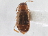  ( - CNC COLEO 00162951)  @13 [ ] CreativeCommons - Attribution (2013) CNC/CBG Photography Group Centre for Biodiversity Genomics