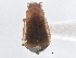  ( - CNC COLEO 00162955)  @11 [ ] CreativeCommons - Attribution (2013) CNC/CBG Photography Group Centre for Biodiversity Genomics
