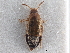  ( - CNC COLEO 00162956)  @11 [ ] CreativeCommons - Attribution (2013) CNC/CBG Photography Group Centre for Biodiversity Genomics