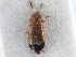  ( - CNC COLEO 00162958)  @11 [ ] CreativeCommons - Attribution (2013) CNC/CBG Photography Group Centre for Biodiversity Genomics