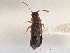  ( - CNC COLEO 00163054)  @11 [ ] CreativeCommons - Attribution (2013) CNC/CBG Photography Group Centre for Biodiversity Genomics