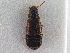  ( - CNC COLEO 00163057)  @11 [ ] CreativeCommons - Attribution (2013) CNC/CBG Photography Group Centre for Biodiversity Genomics
