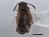  ( - CNC COLEO 00163059)  @11 [ ] CreativeCommons - Attribution (2013) CNC/CBG Photography Group Centre for Biodiversity Genomics