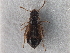  ( - CNC COLEO 00163060)  @11 [ ] CreativeCommons - Attribution (2013) CNC/CBG Photography Group Centre for Biodiversity Genomics