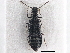  ( - CNC COLEO 00163061)  @11 [ ] CreativeCommons - Attribution (2013) CNC/CBG Photography Group Centre for Biodiversity Genomics
