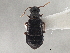  ( - CNC COLEO 00163064)  @11 [ ] CreativeCommons - Attribution (2013) CNC/CBG Photography Group Centre for Biodiversity Genomics