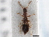  ( - CNC COLEO 00163067)  @11 [ ] CreativeCommons - Attribution (2013) CNC/CBG Photography Group Centre for Biodiversity Genomics