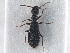  ( - CNC COLEO 00163070)  @11 [ ] CreativeCommons - Attribution (2013) CNC/CBG Photography Group Centre for Biodiversity Genomics