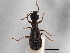  ( - CNC COLEO 00163071)  @11 [ ] CreativeCommons - Attribution (2013) CNC/CBG Photography Group Centre for Biodiversity Genomics