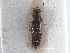  ( - CNC COLEO 00163072)  @11 [ ] CreativeCommons - Attribution (2013) CNC/CBG Photography Group Centre for Biodiversity Genomics
