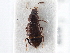  ( - CNC COLEO 00163091)  @11 [ ] CreativeCommons - Attribution (2013) CNC/CBG Photography Group Centre for Biodiversity Genomics
