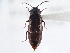  ( - CNC COLEO 00163092)  @11 [ ] CreativeCommons - Attribution (2013) CNC/CBG Photography Group Centre for Biodiversity Genomics
