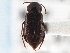  ( - CNC COLEO 00163093)  @11 [ ] CreativeCommons - Attribution (2013) CNC/CBG Photography Group Centre for Biodiversity Genomics