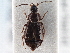  ( - CNC COLEO 00163094)  @11 [ ] CreativeCommons - Attribution (2013) CNC/CBG Photography Group Centre for Biodiversity Genomics