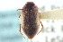  ( - CNC COLEO 00169932)  @11 [ ] CreativeCommons - Attribution (2014) CBG Photography Group Centre for Biodiversity Genomics