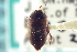  (Hydroporus signatus - CNC COLEO 00170214)  @13 [ ] CreativeCommons - Attribution (2014) CBG Photography Group Centre for Biodiversity Genomics