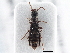  ( - CNC COLEO 00246573)  @11 [ ] CreativeCommons - Attribution (2013) CNC/CBG Photography Group Centre for Biodiversity Genomics