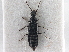  ( - CNC COLEO 00246723)  @11 [ ] CreativeCommons - Attribution (2013) CNC/CBG Photography Group Centre for Biodiversity Genomics