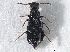  ( - CNC COLEO 00246793)  @11 [ ] CreativeCommons - Attribution (2013) CNC/CBG Photography Group Centre for Biodiversity Genomics