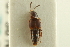  ( - CNC COLEO 00246981)  @11 [ ] CreativeCommons - Attribution (2014) CBG Photography Group Centre for Biodiversity Genomics