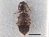  ( - CNC COLEO 00250034)  @11 [ ] CreativeCommons - Attribution (2013) CBG Photography Group Centre for Biodiversity Genomics