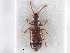  ( - CNC COLEO 00250035)  @11 [ ] CreativeCommons - Attribution (2013) CBG Photography Group Centre for Biodiversity Genomics