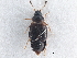  ( - CNC COLEO 00250069)  @11 [ ] CreativeCommons - Attribution (2013) CBG Photography Group Centre for Biodiversity Genomics