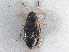  ( - CNC COLEO 00250071)  @11 [ ] CreativeCommons - Attribution (2013) CBG Photography Group Centre for Biodiversity Genomics