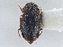  ( - CNC COLEO 00250078)  @13 [ ] CreativeCommons - Attribution (2013) CBG Photography Group Centre for Biodiversity Genomics