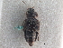  ( - CNC COLEO 00250087)  @11 [ ] CreativeCommons - Attribution (2013) CBG Photography Group Centre for Biodiversity Genomics