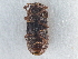  ( - CNC COLEO 00250100)  @12 [ ] CreativeCommons - Attribution (2013) CBG Photography Group Centre for Biodiversity Genomics