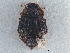  ( - CNC COLEO 00250103)  @11 [ ] CreativeCommons - Attribution (2013) CBG Photography Group Centre for Biodiversity Genomics