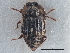  ( - CNC COLEO 00250104)  @11 [ ] CreativeCommons - Attribution (2013) CBG Photography Group Centre for Biodiversity Genomics