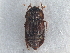  ( - CNC COLEO 00250110)  @11 [ ] CreativeCommons - Attribution (2013) CBG Photography Group Centre for Biodiversity Genomics